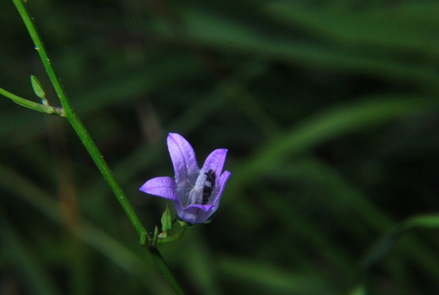 Campanula rapunculus
